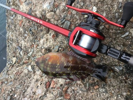 ちっちゃいけど良く釣れるよ！